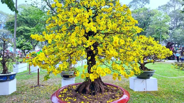 Bright yellow apricot blossoms (Ochna integerrima) bloom beautifully in ornamental pots at Tao Dan Park in Ho Chi Minh City, Vietnam, during the Vietnamese Lunar New Year