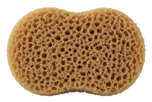 Natural sea sponge texture showing porous organic structure on transparent background for cleaning and skincare concept.