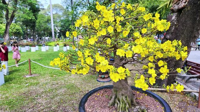 Bright yellow apricot blossoms (Ochna integerrima) bloom beautifully in ornamental pots at Tao Dan Park in Ho Chi Minh City, Vietnam, during the Vietnamese Lunar New Year