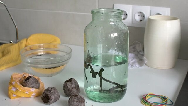 Medicinal leeches are seen moving after being transferred from a bag of peat to a jar of water in a clinic. This process highlights the use of leeches in therapy.