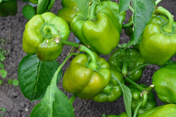 Green Bell Peppers Growing on Plant in Garden, top view © Irina