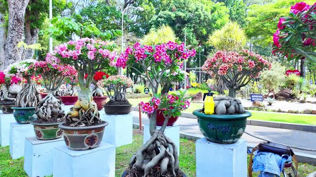 Beautiful desert rose flowers (Adenium obesum) blooming in vibrant shades of pink, red, and white at Tao Dan Park in Ho Chi Minh City, Vietnam