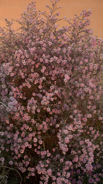  Pink aster flowers covered with morning hoarfrost in late autumn garden