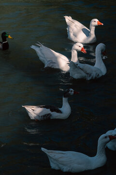 Patos en el estanque comiendo
