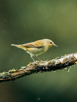 bird on a branch