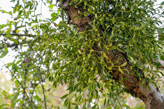 Mistletoe sprigs, viscum album, parasite plant with berries and leaves, tree with hemiparasite evergreen botany, environment, ecology and ecosystem, christmas tradition decoration
