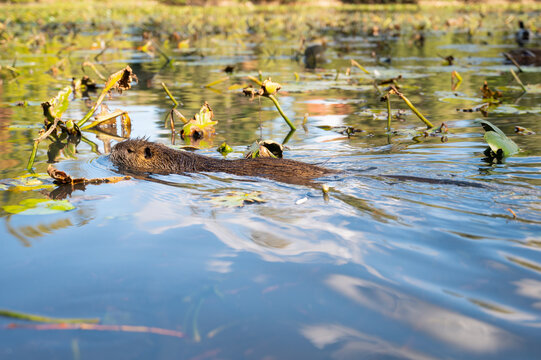Nutria river rat swimming at lake, coypu herbivorous, semiaquatic rodent, Myocastoridae at water pond, wildlife animal, habitat wetland