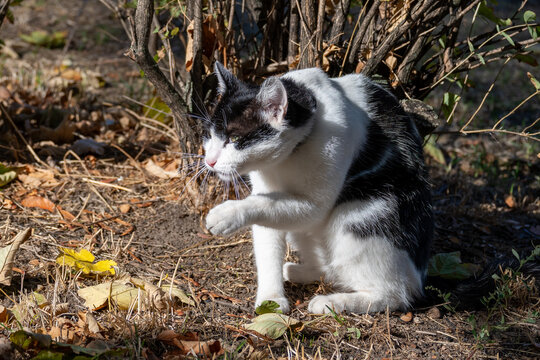 Black and White Cat Moving in Autumn Garden