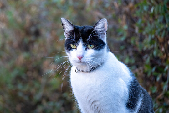 Black and White Cat Looking at Camera