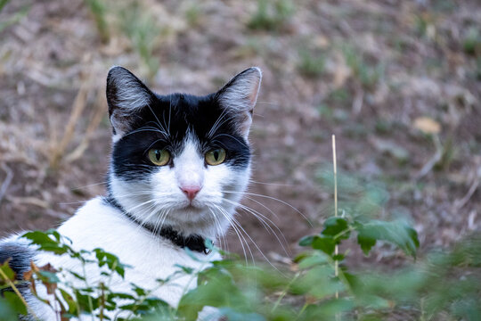 Black and White Cat Looking at Camera