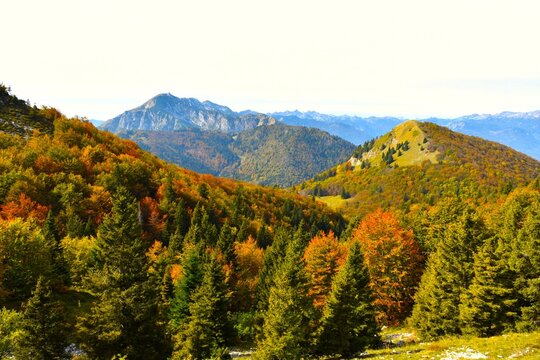 Autumn colored forest with broadleaf and conifer trees in alpine foorhills with Črna Prst in Julian alps in Gorenjska, Slovenia