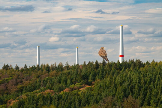 Common kestrel and wind turbines construction site, risk for birds habitat, wildlife protection, sustainable renewable green erergy, eco friendly electricity technology, forest in Germany