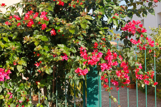 Vibrant bougainvillea pink flowers green fence sunny garden Italy. Mediterranean flora summer botanic romance vibrant natural beauty. Floral design landscaping gardening eco hospitality branding.