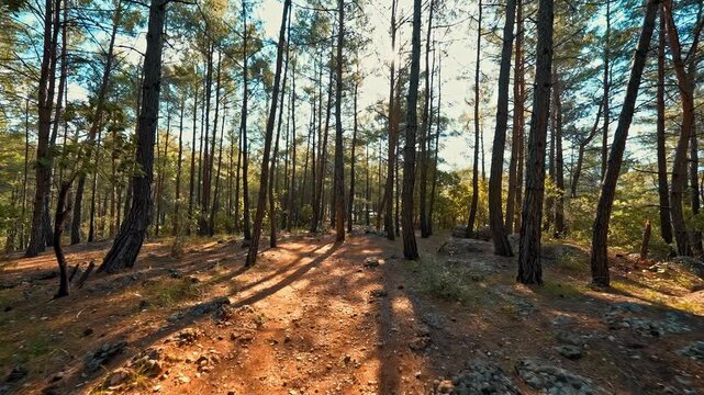 Walking deep into a forest among towering trees, revealing the natural beauty and mysterious atmosphere of the woodland.