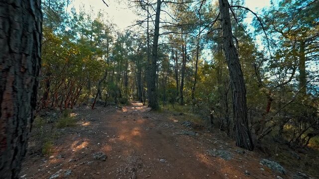 Walking deep into the forest among tall trees, revealing the beauty and mystery of nature.