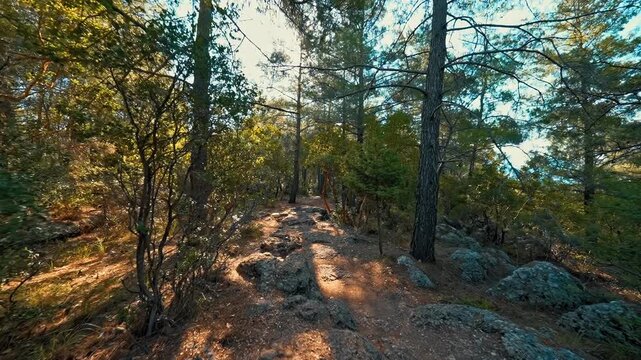 Walking deep into the forest among tall trees, revealing the beauty and mystery of nature.
