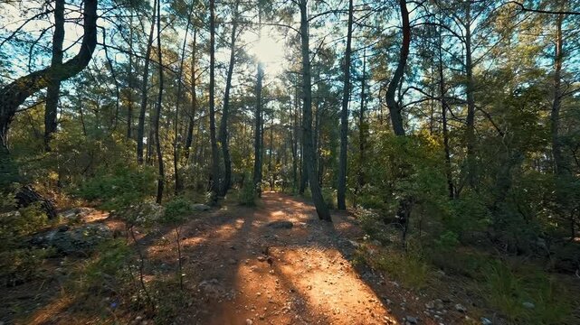 Walking deep into a forest among towering trees, revealing the natural beauty and mysterious atmosphere of the woodland.