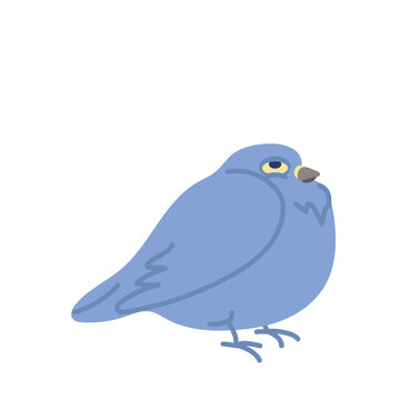 Smug Blue Pigeon with Bored Expression Cartoon Illustration. Quirky sleepy pigeon funny tired cartoon bird character