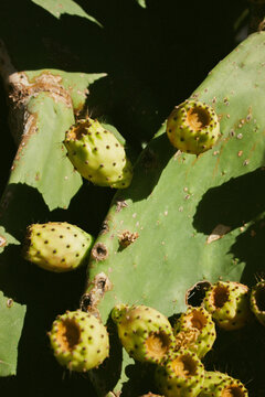 prickly pear cactus