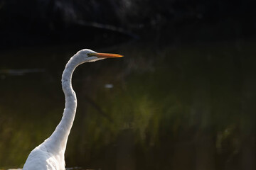 Great Egret Side Profile Portrait in a Dark Swamp Environment © Beau