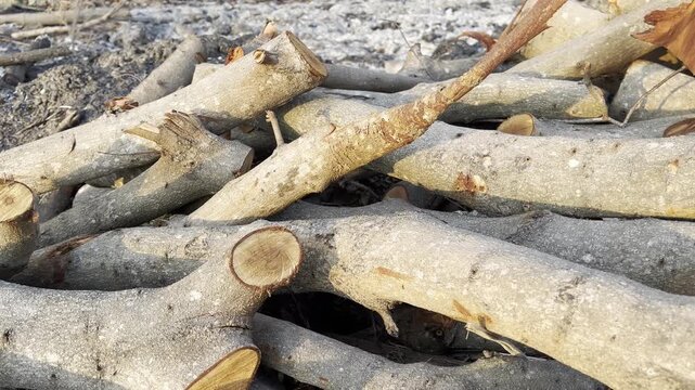 Pile of freshly cut wooden logs in nature