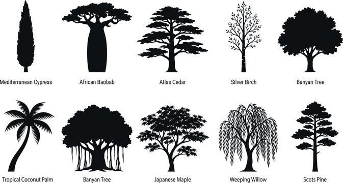 Black world tree silhouettes set with cypress baobab cedar birch palm banyan maple willow pine vector