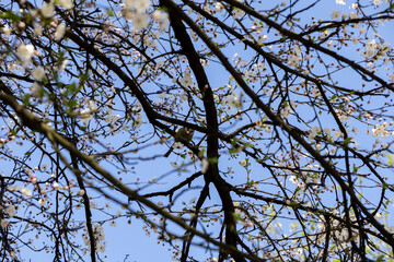 A small blue tit perches amidst the delicate white blossoms of a flowering cherry tree under a clear spring sky, capturing the essence of nature and the vibrant arrival of the season © Alina