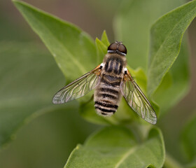 bee on a flower © Northern Desert 