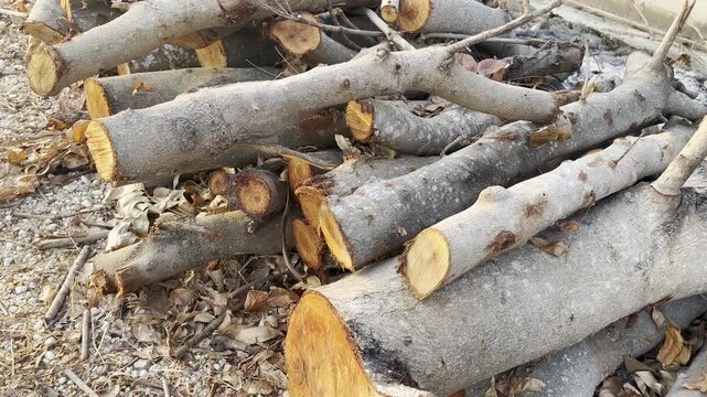 Stacked Timber Logs and Firewood Material Close Up