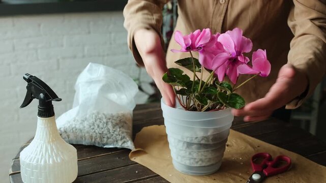 Transplanting a blooming pink cyclamen into a pot filled with foam glass 