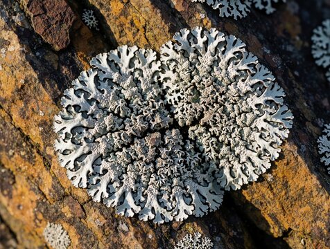 Close up view of grey lichen growing on textured rock surface in Southern Urals. Symbiotic organism forms complex branched colony on stone. Natural texture shows detailed pattern of algae, fungi in