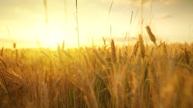 The camera moves slowly among ripe wheat ears at sunset.