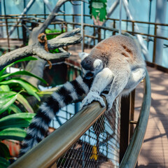 Naklejka premium Lemur sitting on a fence in a large indoor enclosure in a zoo