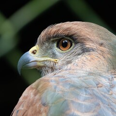 Detailed profile portrait closeup of a brown hawk bird of prey with sharp hooked beak and intense golden eye © DIMAS