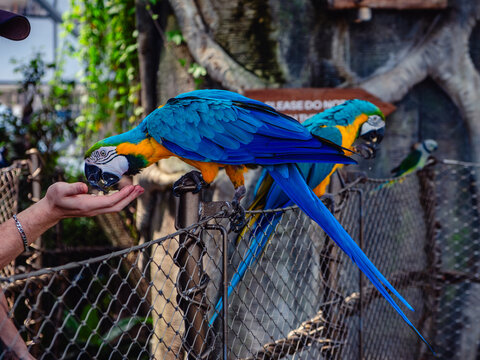 A zookeeper is feeding a blue-and-yellow parrot.