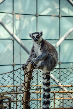 Lemur sitting on a fence in a large indoor enclosure in a zoo
