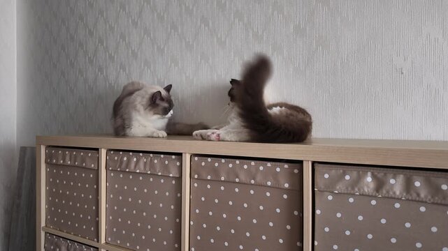 Two fluffy cats energetically engage in a playful wrestling match on a wooden cabinet. Their fur is in motion as they interact energetically, showcasing their playful nature