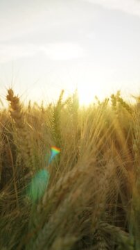 The camera moves slowly among ripe wheat ears at sunset. Vertical video