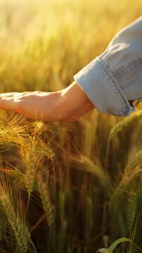 Female hand touches ripe ears of wheat at sunset. Slow motion