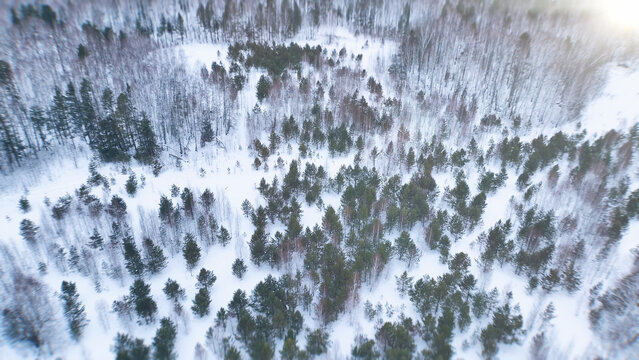 An elevated view reveals dense evergreen canopy and scattered birch trees across the snowbound Ural Mountains in Russia, where untouched woodland stretches beneath crisp, pale winter daylight