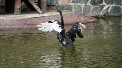 A black swan with open wings on the lake. © Carmen