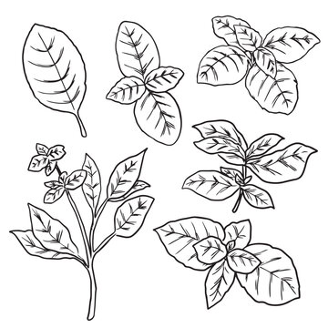 Hand Drawn Basil Leaf Outline Drawing Vector Set