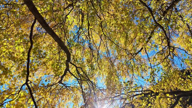 alberi autunno foglie gialle autunnale