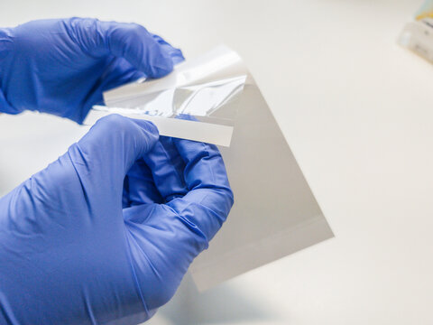 Brussels, Belgium. Removing protective backing from optical sealing film for qPCR plate preparation