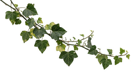 Green ivy vine with lobed leaves and fresh shoots isolated against a black background © Ophelia