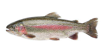 Rainbow trout in profile showing its vivid pink stripe, spotted scales, and detailed fins © Ophelia