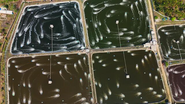 Aerial view of commercial shrimp ponds equipped with active aerators creating circular water patterns in Malang, East Java, Indonesia.