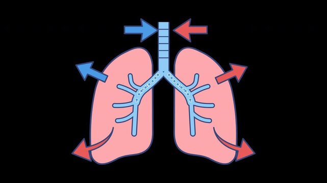 Human Respiratory System Animation Demonstrates Lungs Breathing Process, Scientific Diagram Air Exchange