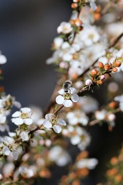Bee Fly (Meomyia fasciculata) feeding on tea tree flower nectar