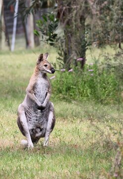 Wild Red-Necked Wallaby (Notamacropus rufogriseus) in native bushland, South Australia
